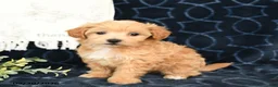 Maltipoo dogs for sale: Autumn - Ad 3