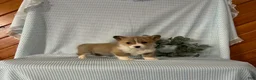 Welsh Corgi Pembroke dogs for sale: Poppi - Ad 7