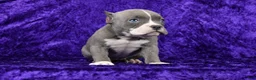 American Bully dogs for sale: Blue Brindle Female - Ad 4