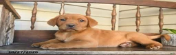 Labrador Retriever dogs for sale: Nutmeg  - Ad 4