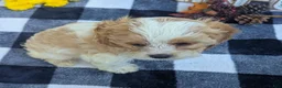 Cavapoo dogs for sale: Mr Andy - Ad 6