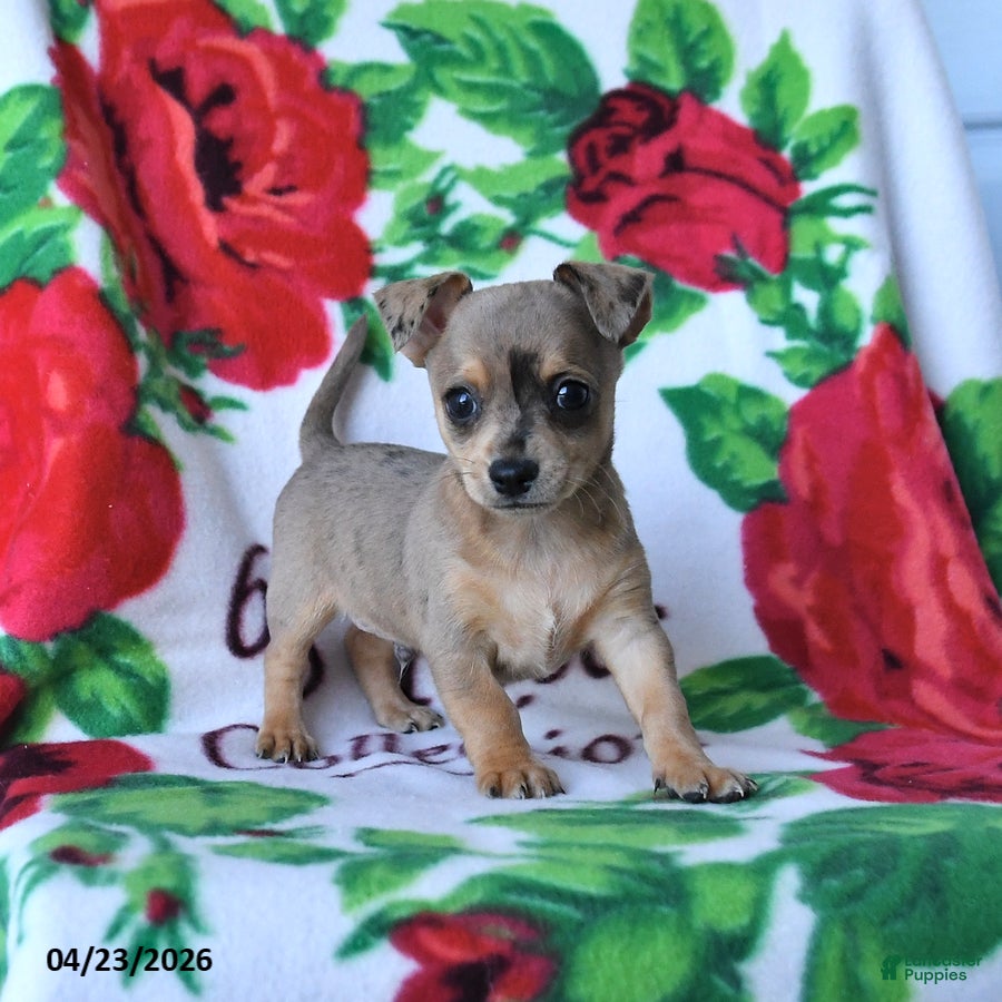 Chihuahua dogs Cinnamon - Ad 1