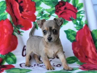 Chihuahua dogs for sale: Cinnamon - Ad 2