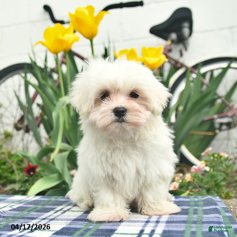 Maltese dogs Skippy - Ad 2