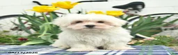 Maltese dogs for sale: Skippy - Ad 2
