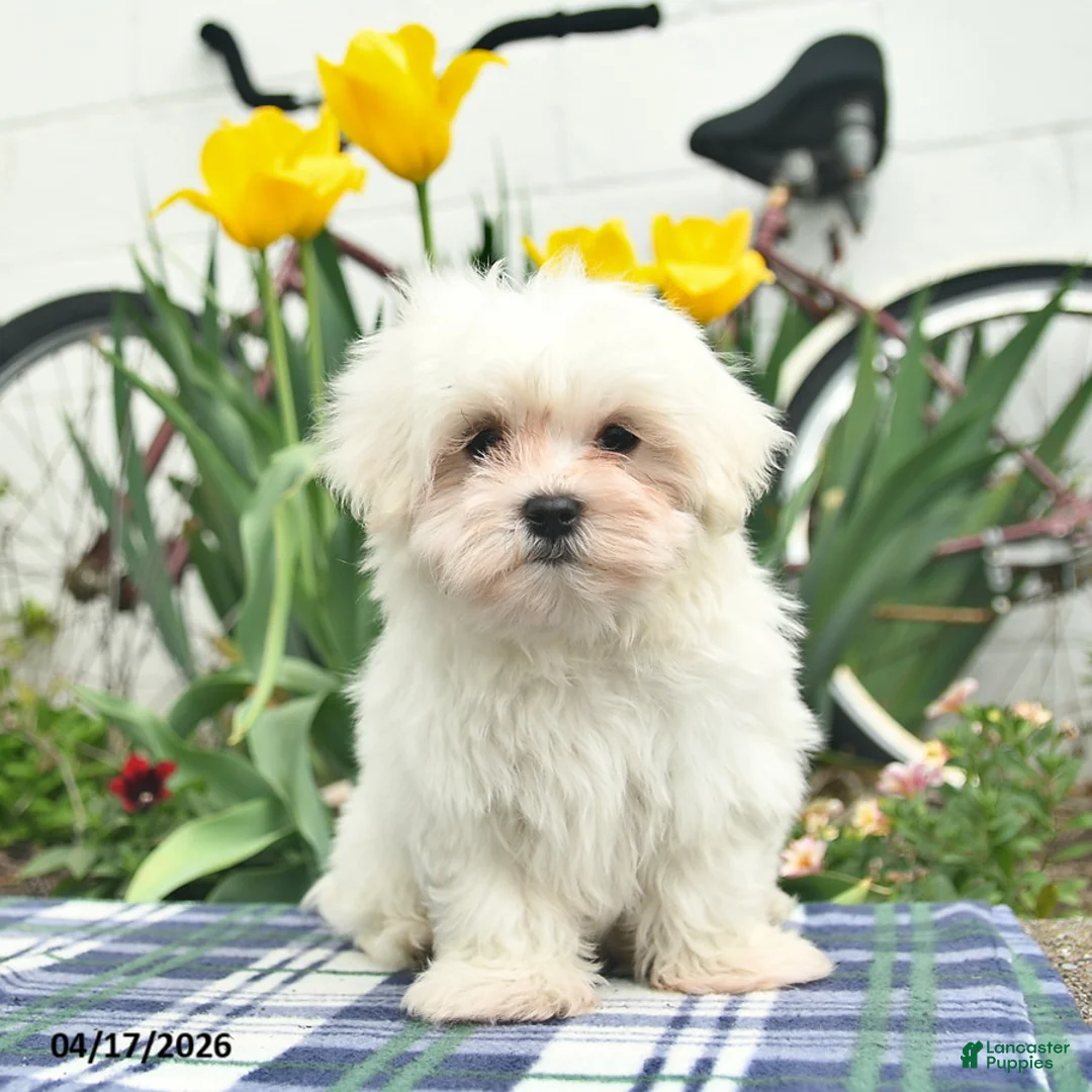 Maltese dogs for sale: Skippy - Ad 2