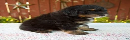 Mini Bernedoodle dogs for sale: Nehemiah - Ad 3