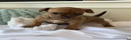 Chihuahua dogs for sale: Sully - Ad 3