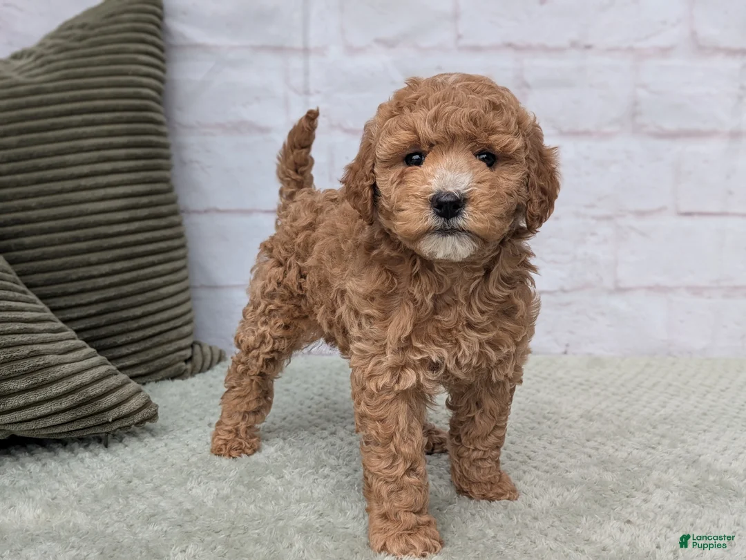 Mini Goldendoodle dogs for sale: Baily - Ad 2