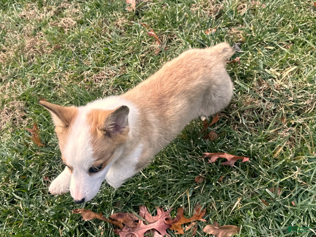 Welsh Corgi Pembroke dogs for sale: Maggie - Ad 3
