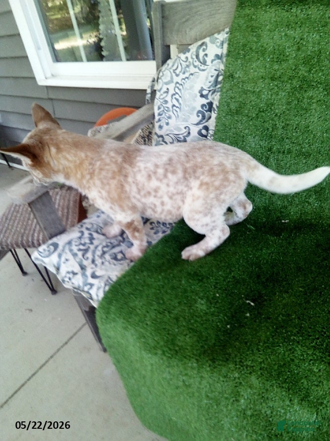 Australian Cattle Dog dogs Max - Ad 2