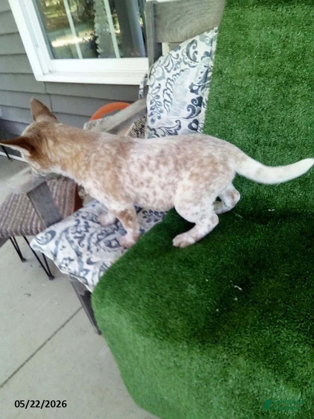 Australian Cattle Dog dogs for sale: Max - Ad 2