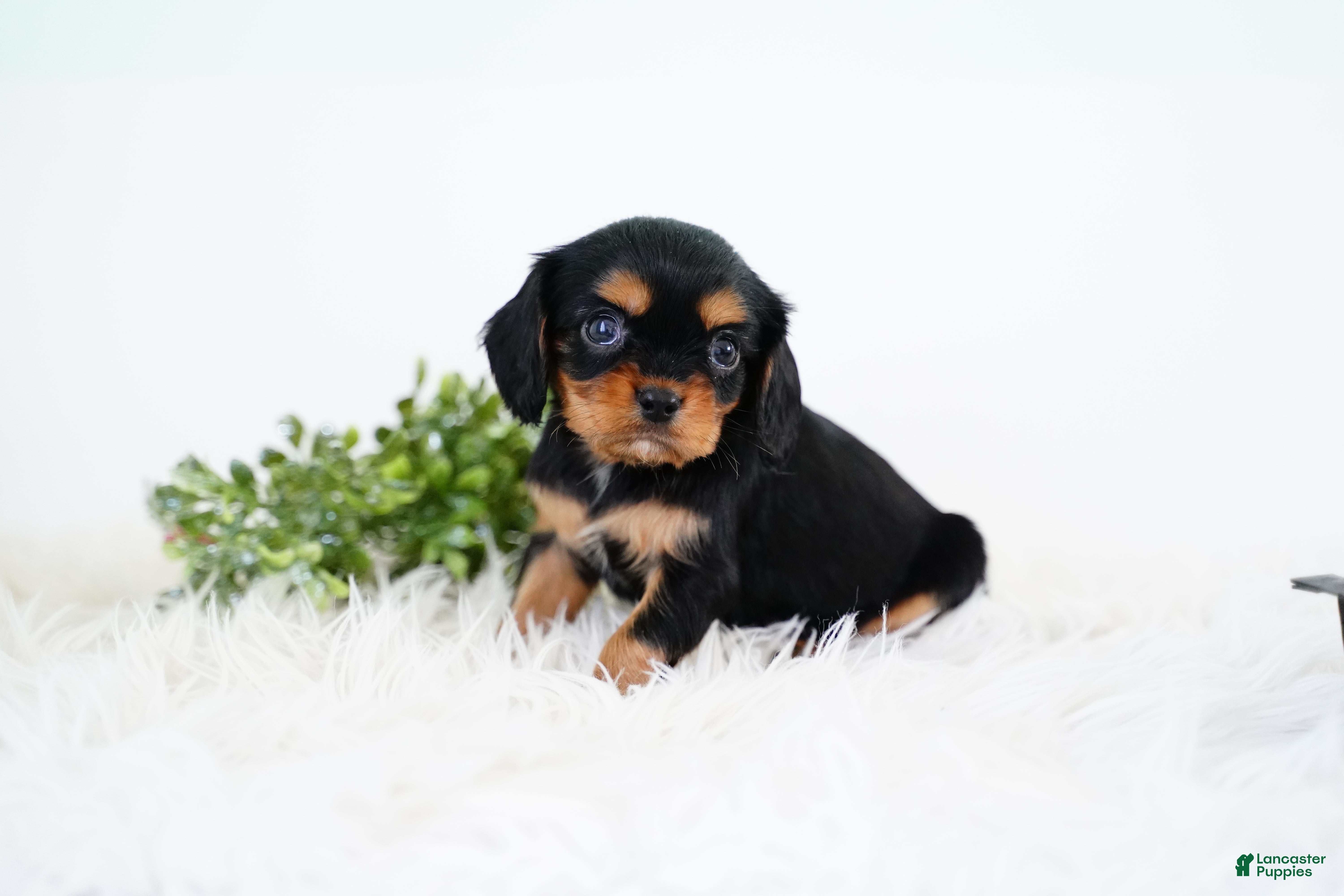 Cavalier King Charles Spaniel dogs Rhett - Ad 40