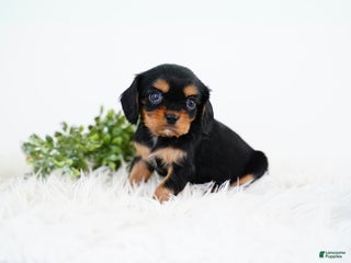 Cavalier King Charles Spaniel dogs Rhett - Ad 40