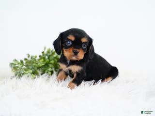 Cavalier King Charles Spaniel dogs Rhett - Ad 1