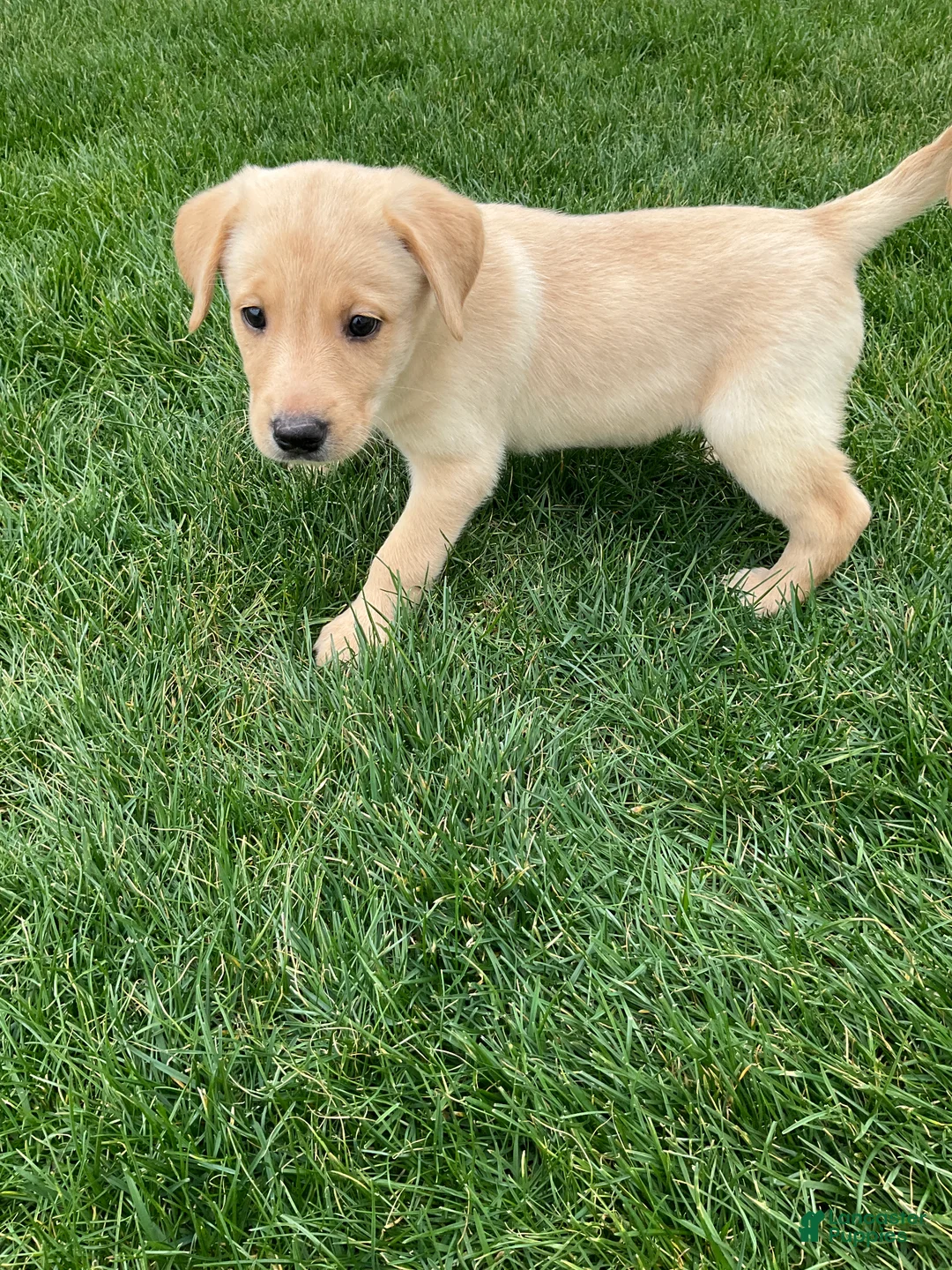 Labrador Retriever dogs for sale: Willow - Ad 2