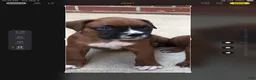 Boxer dogs for sale: Aspen Puppy 1 - Ad 5