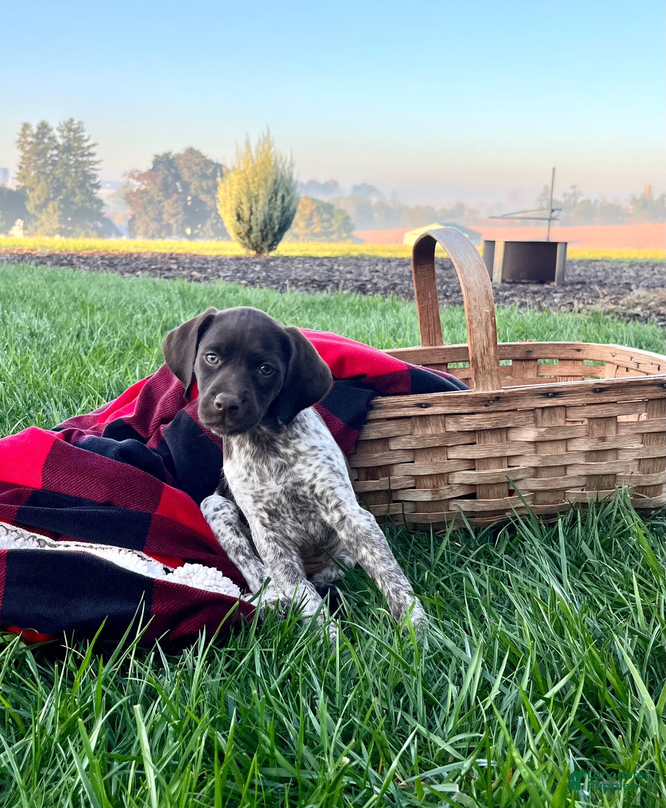 German Shorthaired Pointer dogs Sage❤️akc ready to go home today - Ad 2