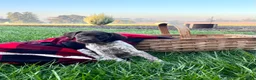 German Shorthaired Pointer dogs for sale: Sage❤️akc ready to go home today - Ad 2