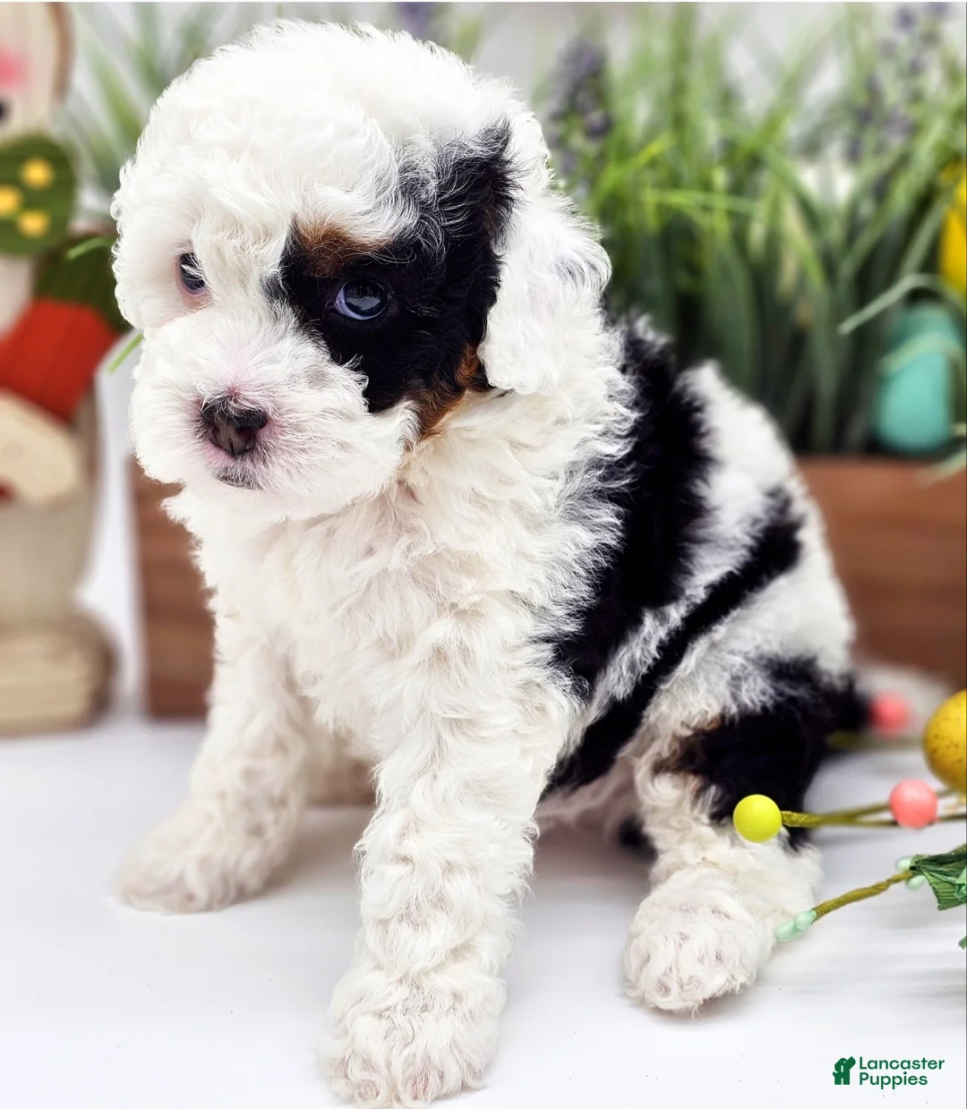 Gallery Image {{count}}