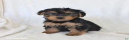 Yorkshire Terrier dogs for sale: Sugar - Ad 3