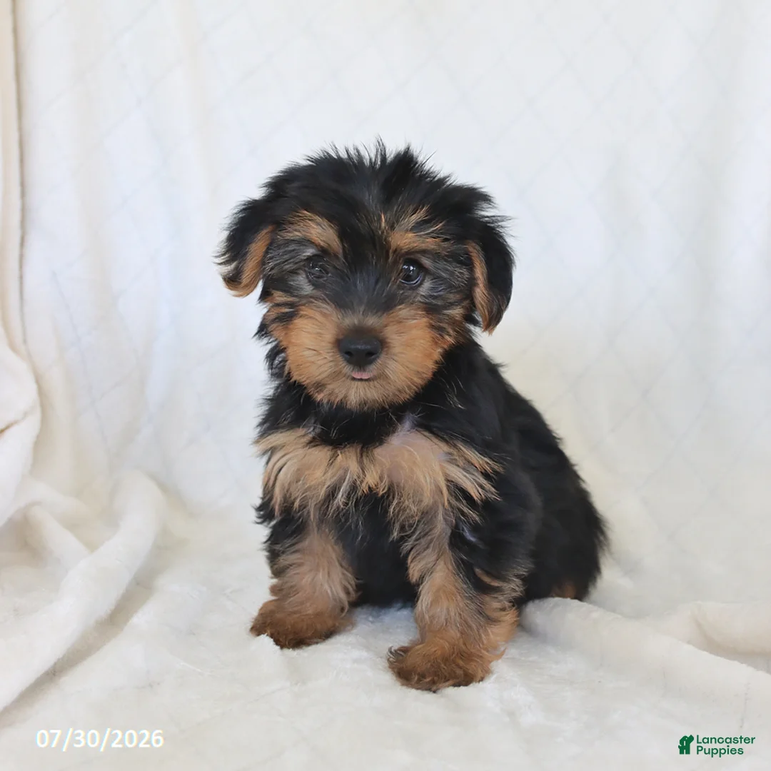 Yorkshire Terrier dogs for sale: Sugar - Ad 3