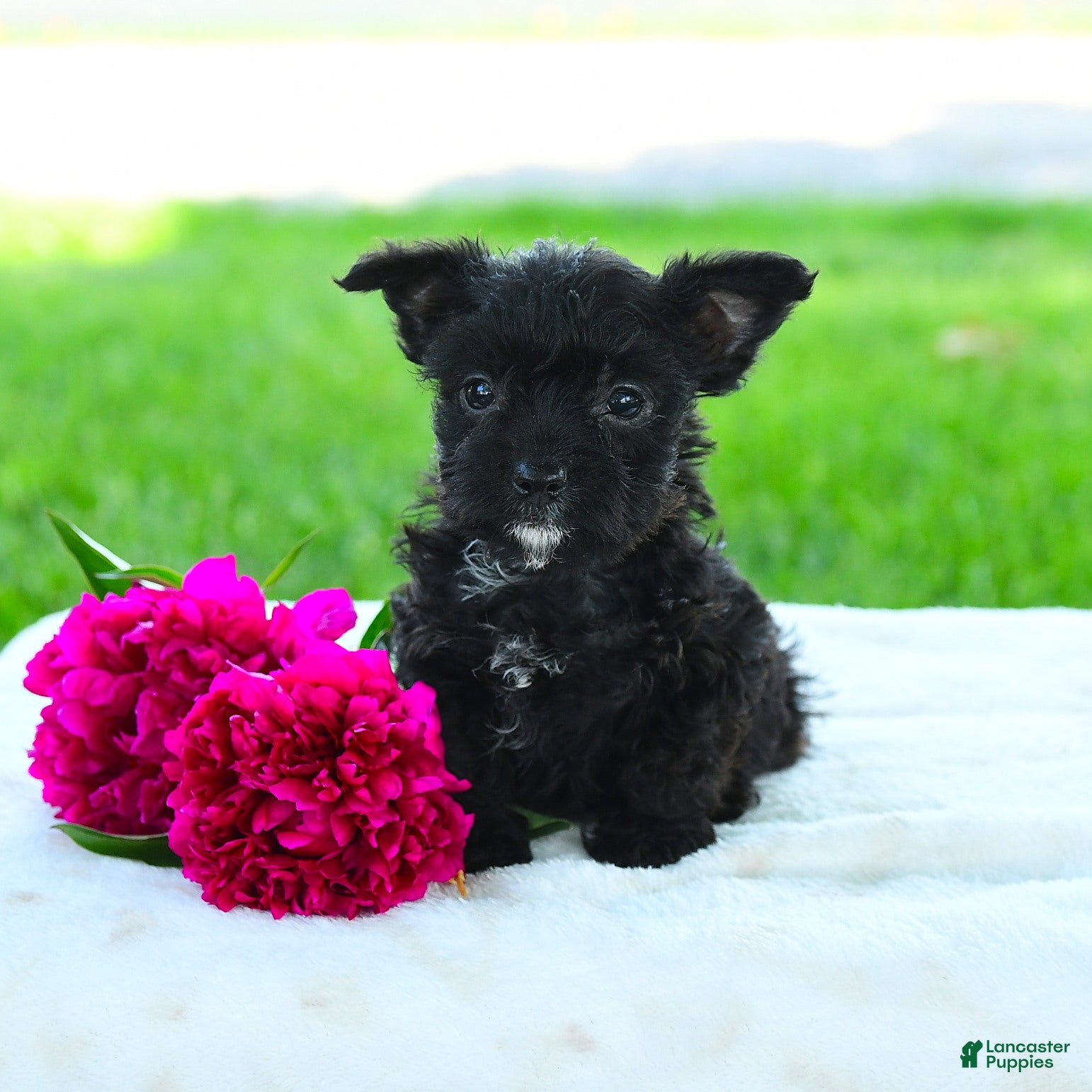 Yorkiepoo dogs for sale: Raine - Ad 4