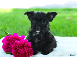Yorkiepoo dogs for sale: Raine - Ad 4