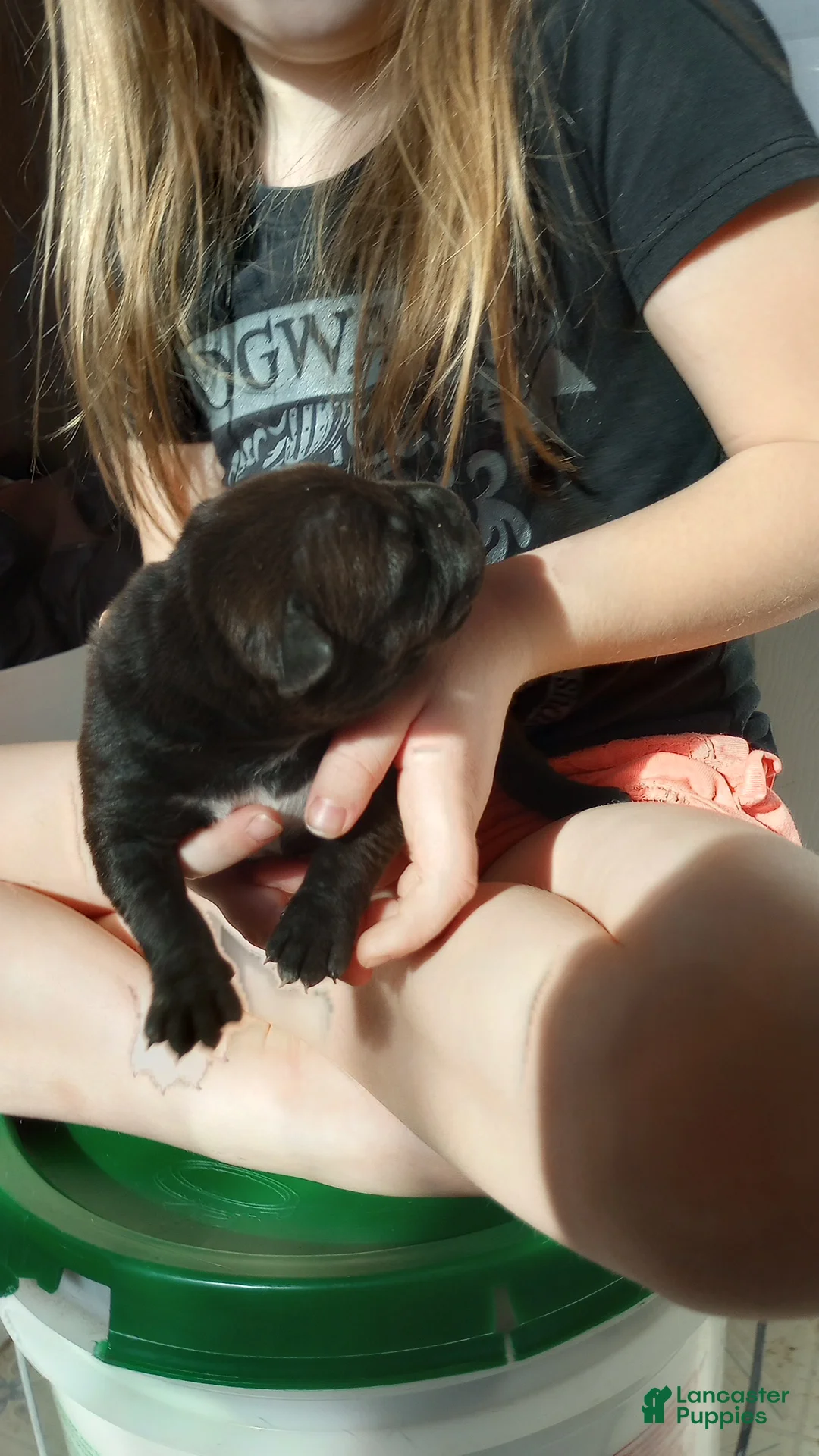 American Bully dogs for sale: Carter Starocci - Ad 1