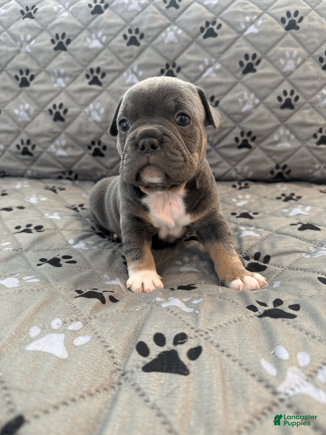 Mixed Breed dogs for sale: Blue Tricolored, Micro Bully Male - Ad 2