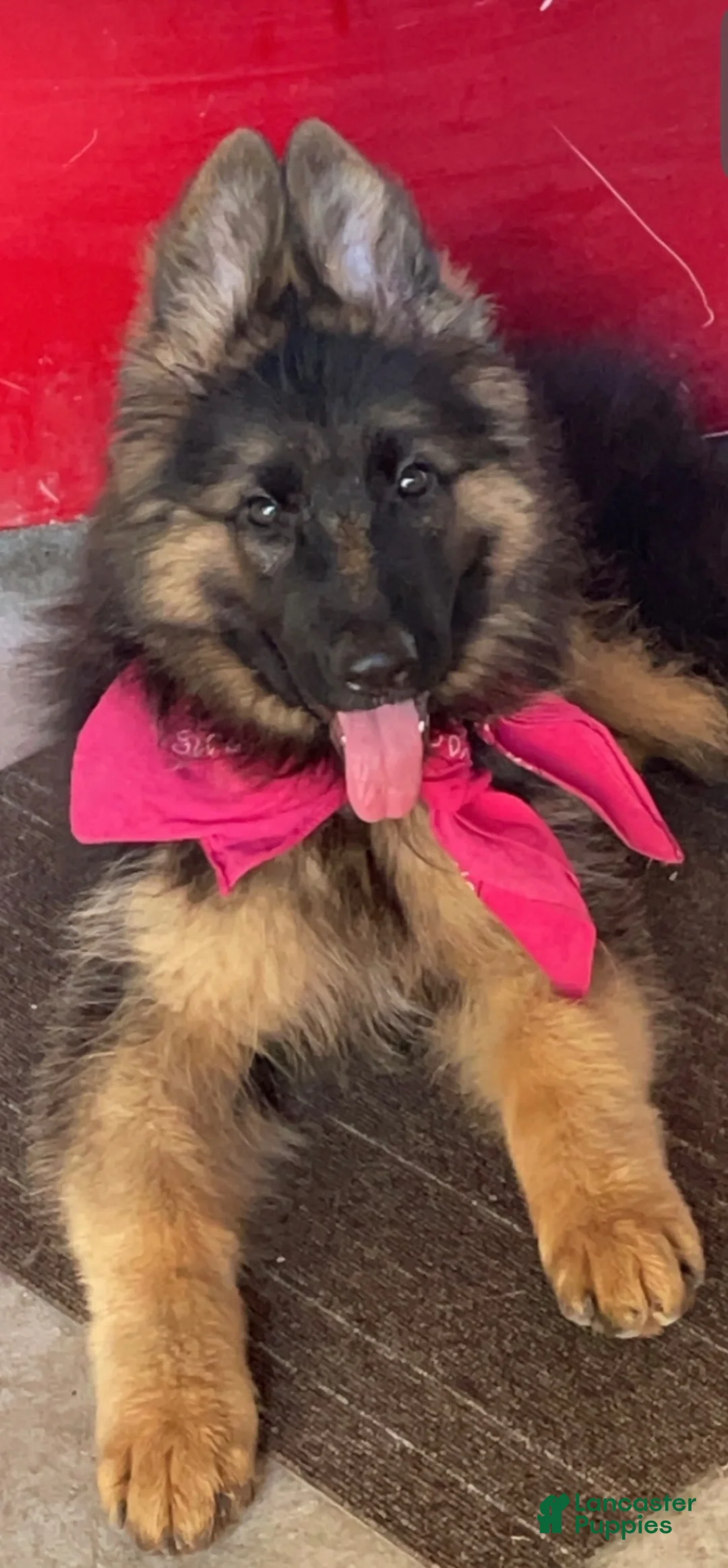 German Shepherd dogs for sale: German Shepherd 2 - Ad 1