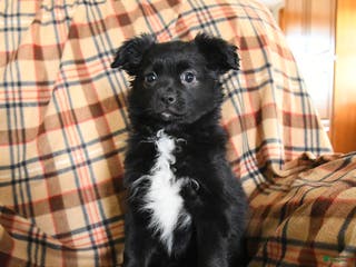 Miniature Australian Shepherd dogs Cocoa - Ad 13