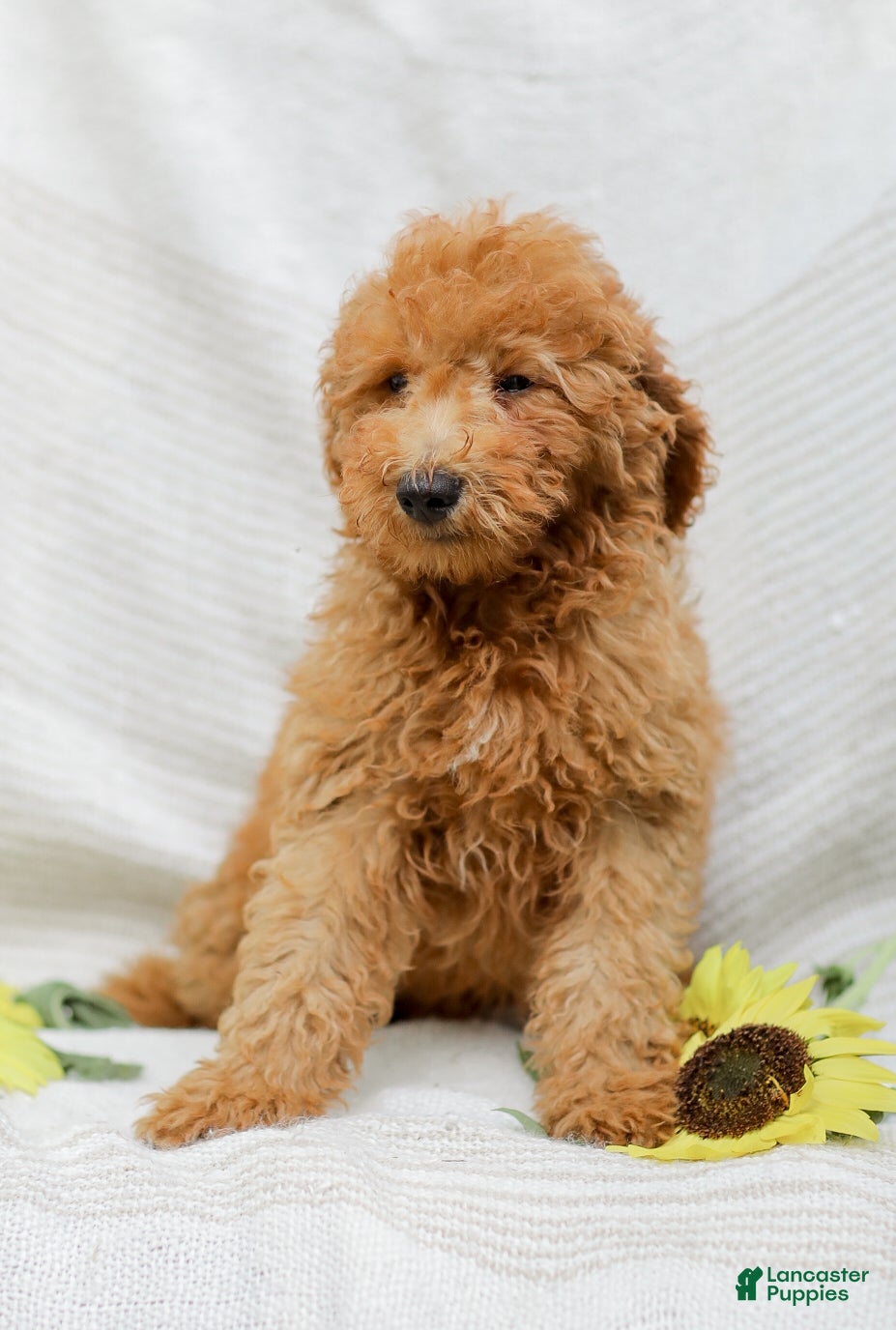 Mini Goldendoodle dogs Jordan - Ad 2