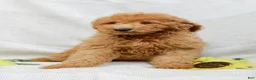 Goldendoodle dogs for sale: Jordan - Ad 6