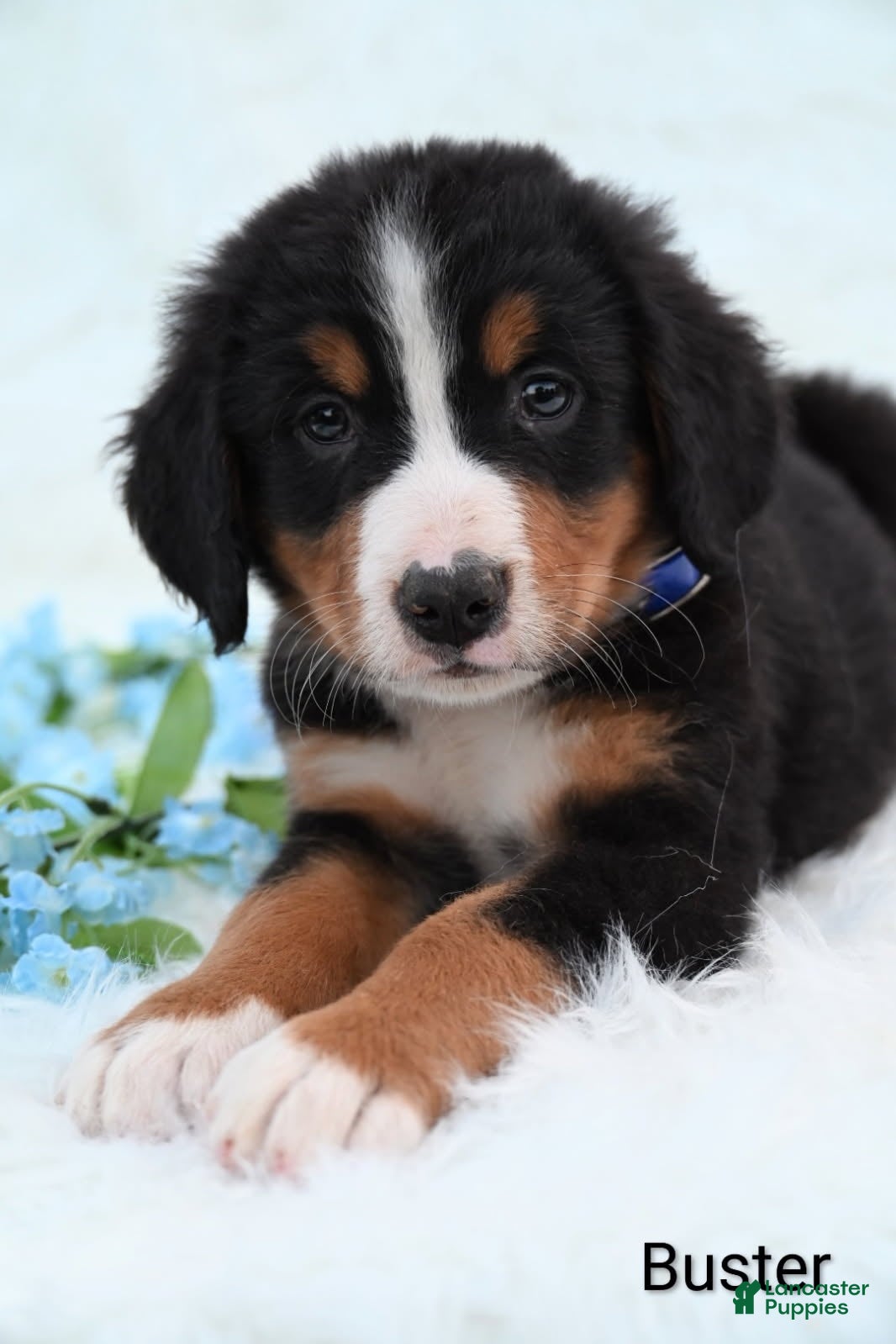 Bernese Mountain Dog dogs Buster  - Ad 1