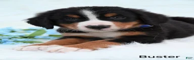 Buster 
