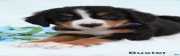 Bernese Mountain Dog dogs for sale: Buster  - Ad 1