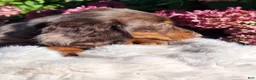 Miniature Dachshund dogs for sale: Espresso  - Ad 12