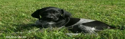 German Shorthaired Pointer dogs for sale: Sam - Ad 2