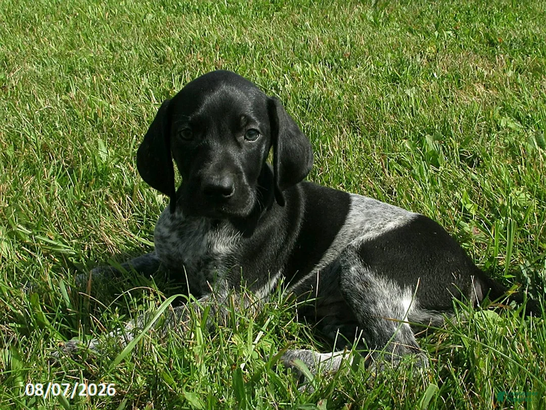 German Shorthaired Pointer dogs for sale: Sam - Ad 2