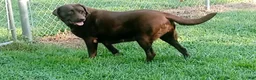 Labrador Retriever dogs for sale: Blue - Ad 7