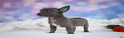Chihuahua dogs for sale: Rex - Ad 4