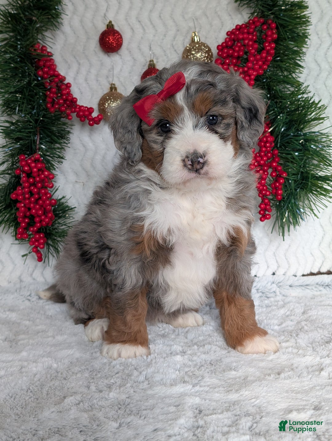 Mini Bernedoodle dogs for sale: Mini Opal  - Ad 23