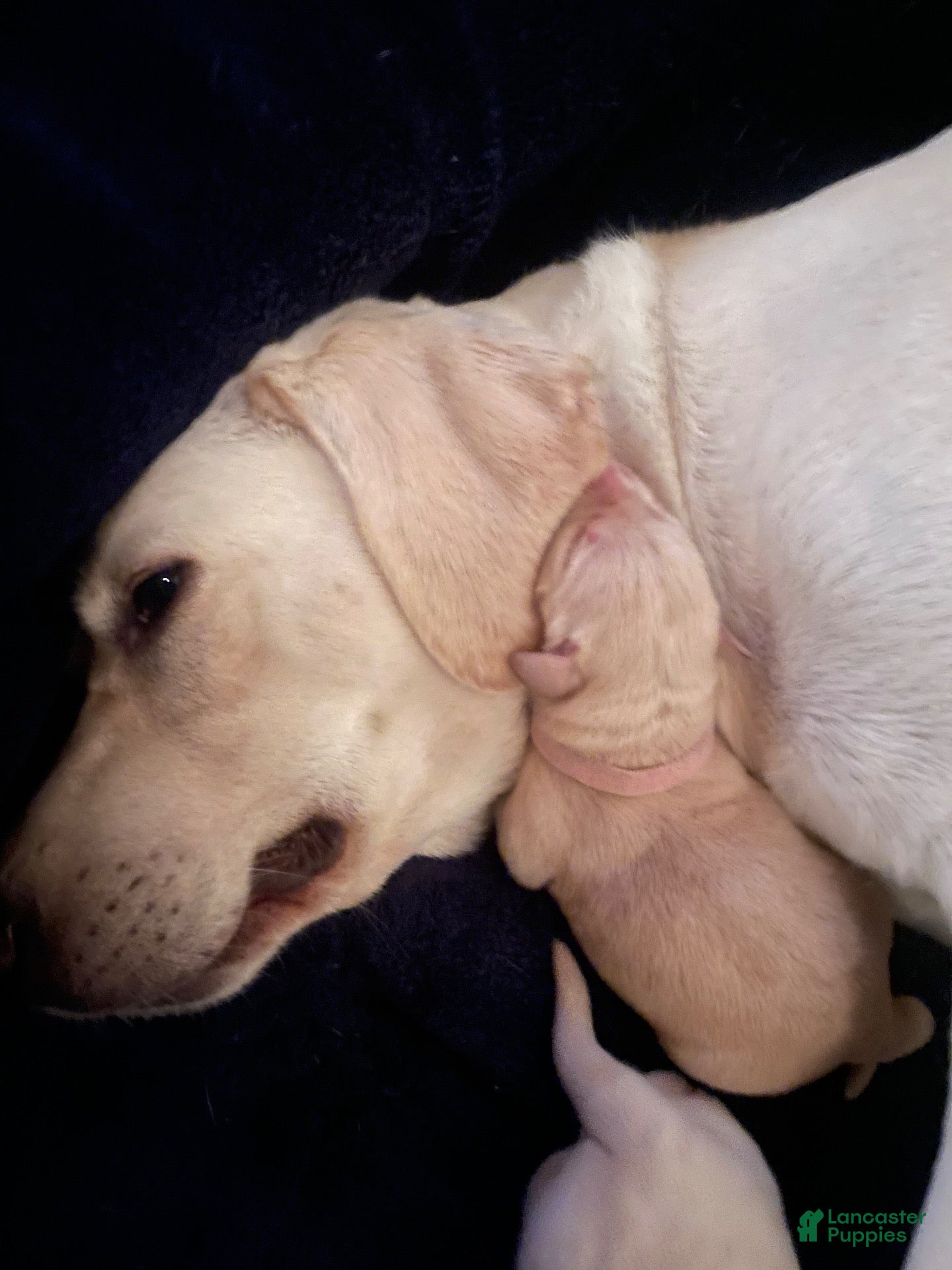 Labrador Retriever dogs Labrador Retriever 3 - Ad 26