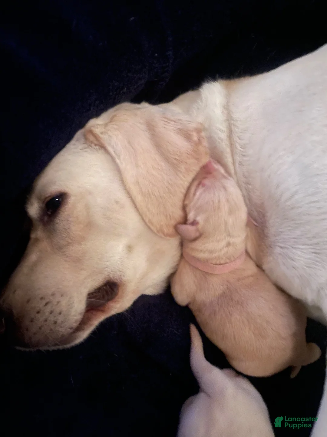 Labrador Retriever dogs for sale: Labrador Retriever 3 - Ad 1
