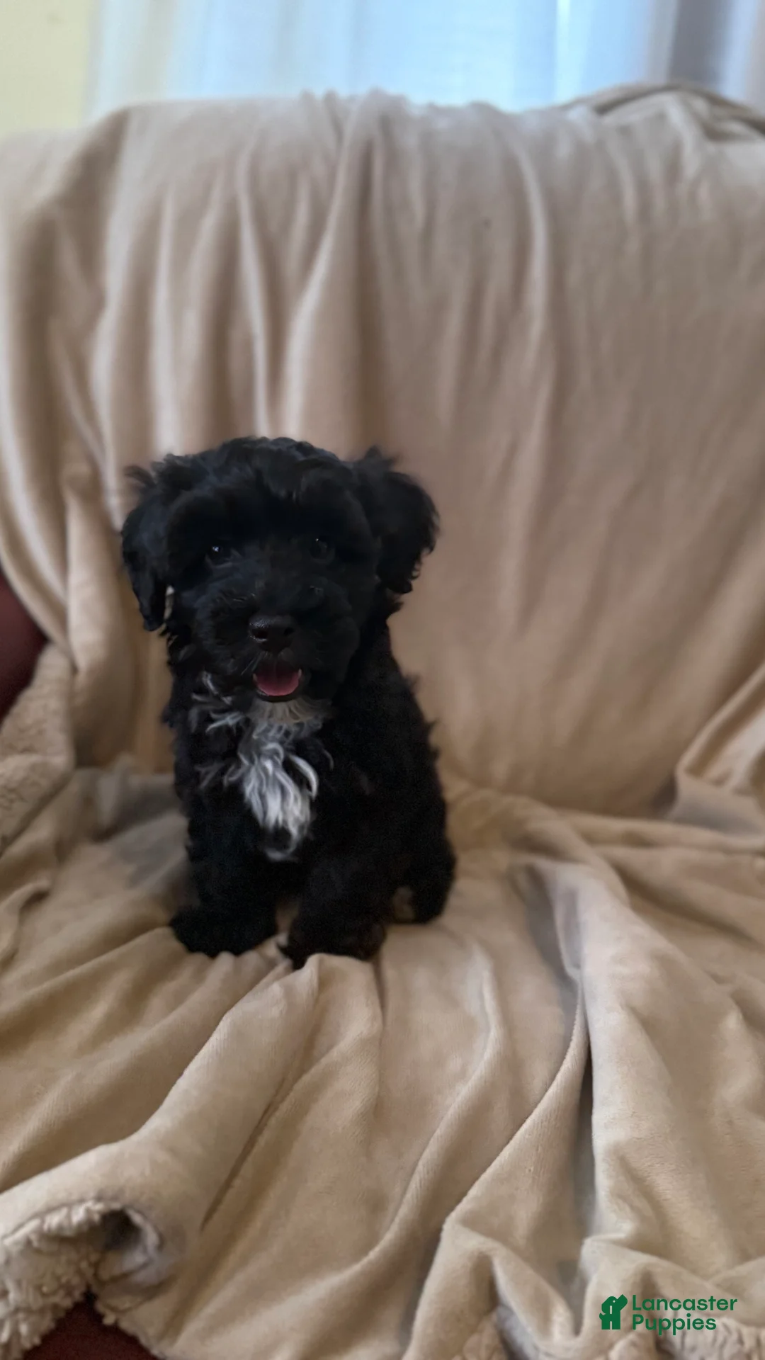 Mini Bernedoodle dogs for sale: Mini Bernedoodle 3 - Ad 1