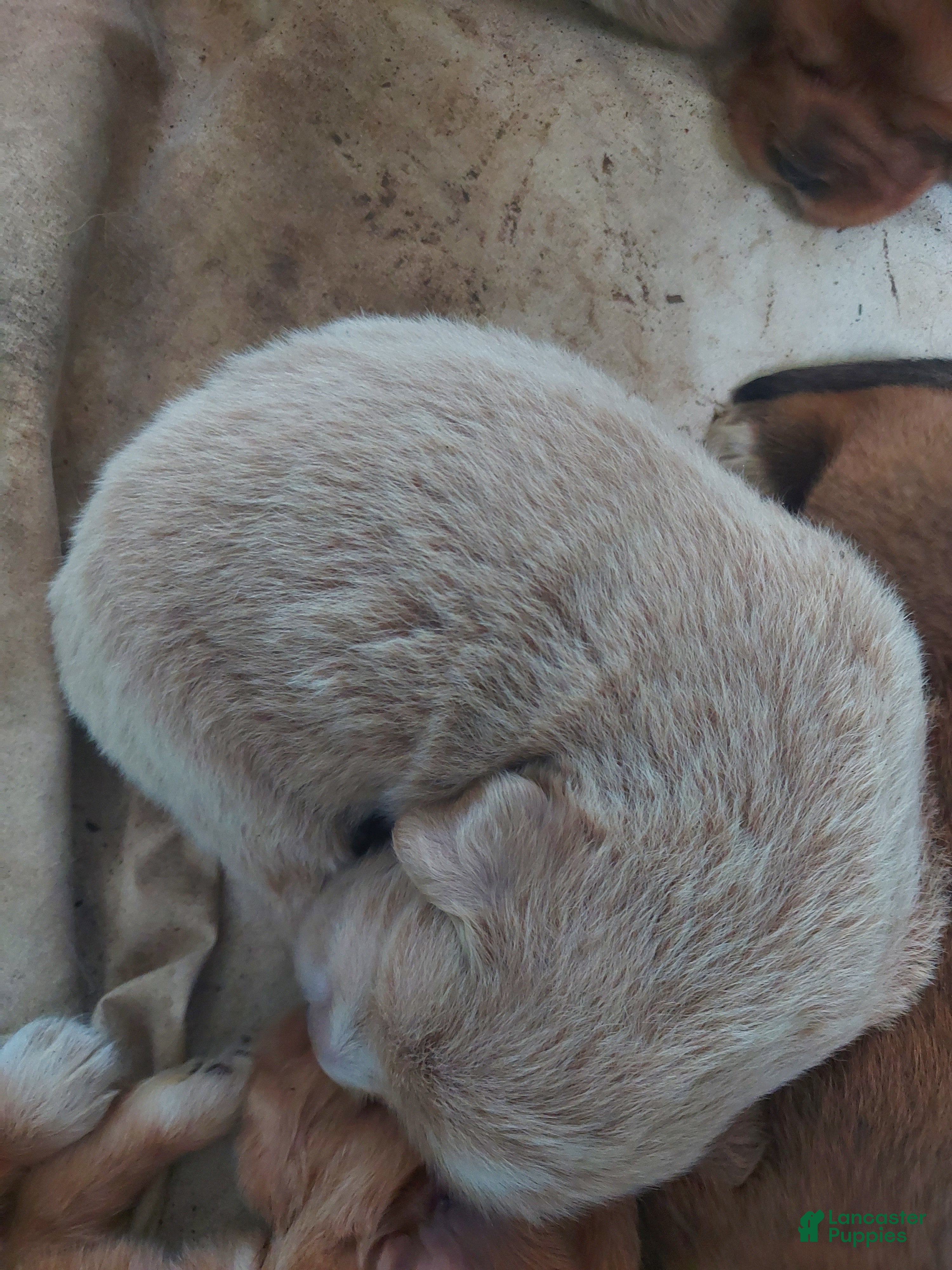 Tibetan Mastiff dogs Tibetan Mastiff Puppy 2 - Ad 1