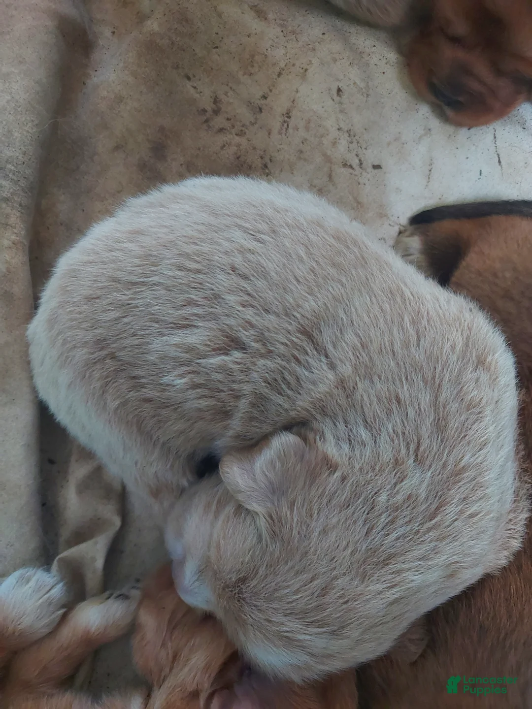 Tibetan Mastiff dogs for sale: Tibetan Mastiff Puppy 2 - Ad 1