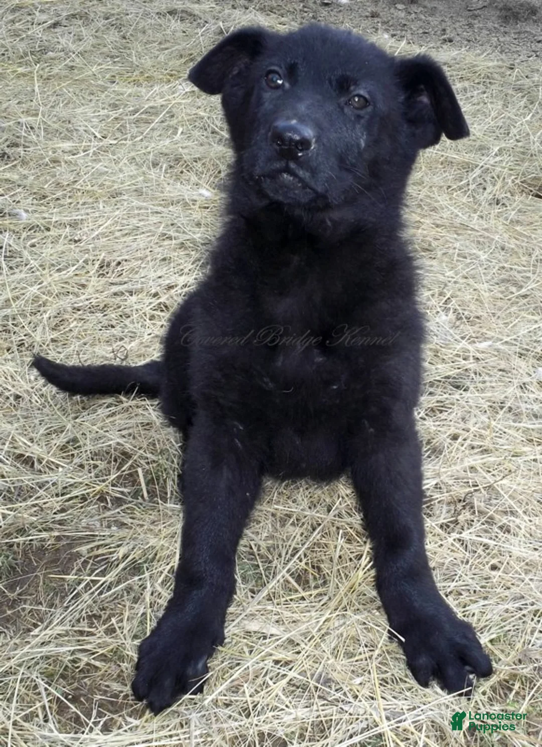 German Shepherd dogs for sale: German Shepherd Puppy 1 - Ad 2