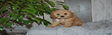 Melody